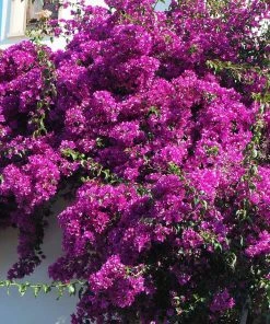 Brighter Blooms Majestic Purple Bougainvillea 5 Brighter Blooms Majestic Purple Bougainvillea