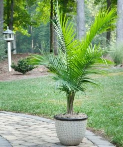 Brighter Blooms Palm Trees Majesty Palm Tree 8 Brighter Blooms Palm Trees Majesty Palm Tree