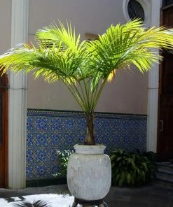 Brighter Blooms Palm Trees Majesty Palm Tree 7 Brighter Blooms Palm Trees Majesty Palm Tree