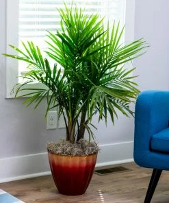 Brighter Blooms Palm Trees Majesty Palm Tree