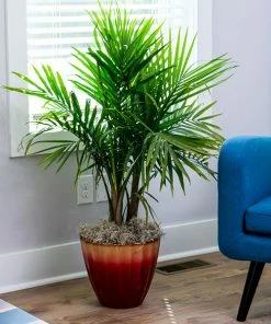 Brighter Blooms Palm Trees Majesty Palm Tree