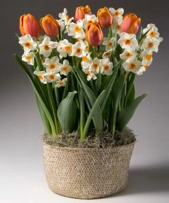 Brighter Blooms Spring Blooming Tulip & Daffodil Bulbs Pot