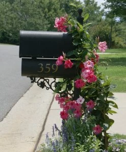 Brighter Blooms Shrubs & Hedges Mandevilla 'Alice Du Pont' Shrub 7 Brighter Blooms Shrubs & Hedges Mandevilla 'Alice Du Pont' Shrub