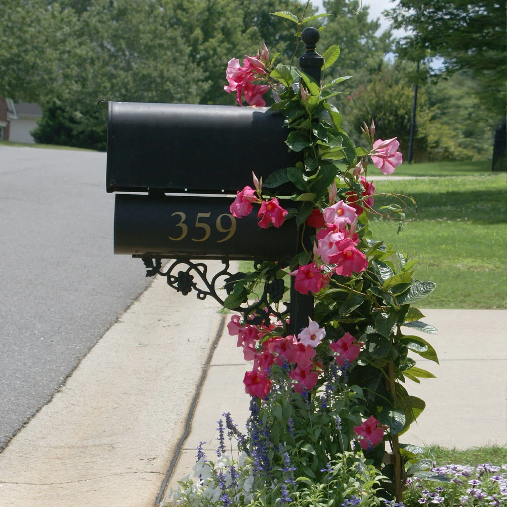 Brighter Blooms Shrubs & Hedges Mandevilla 'Alice Du Pont' Shrub 3 Brighter Blooms Shrubs & Hedges Mandevilla 'Alice Du Pont' Shrub