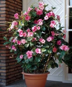 Brighter Blooms Shrubs & Hedges Mandevilla 'Alice Du Pont' Shrub