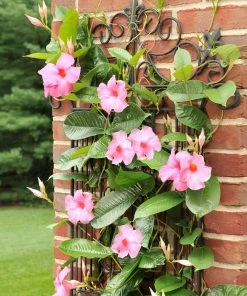 Brighter Blooms Shrubs & Hedges Mandevilla 'Alice Du Pont' Shrub 8 Brighter Blooms Shrubs & Hedges Mandevilla 'Alice Du Pont' Shrub