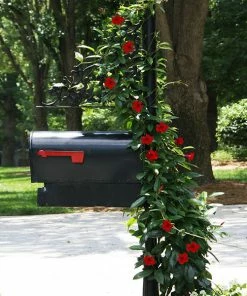 Brighter Blooms Mandevilla 'Crimson Red' Vine