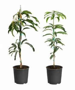 Brighter Blooms Mangos Trees Mango Kit