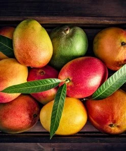 Brighter Blooms Mangos Trees Mango Kit