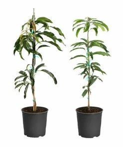 Brighter Blooms Mangos Trees Mango Kit