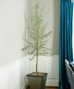 Brighter Blooms Manzanillo Olive Tree