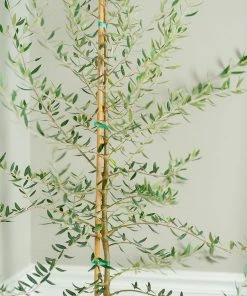 Brighter Blooms Manzanillo Olive Tree