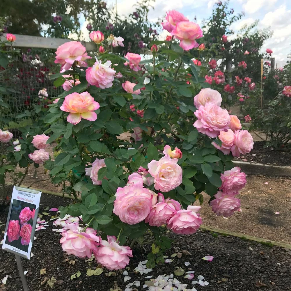 Brighter Blooms Roses Marc Chagall™ Rose 3 Brighter Blooms Roses Marc Chagall™ Rose