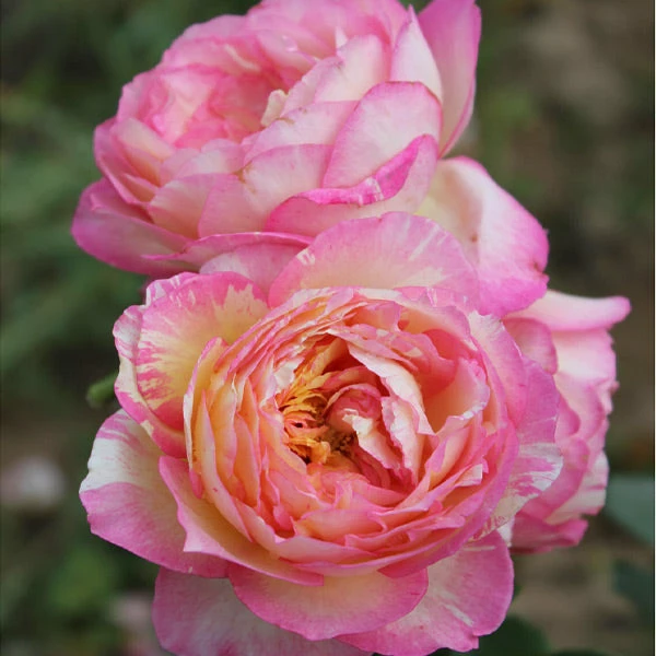 Brighter Blooms Roses Marc Chagall™ Rose 1 Brighter Blooms Roses Marc Chagall™ Rose