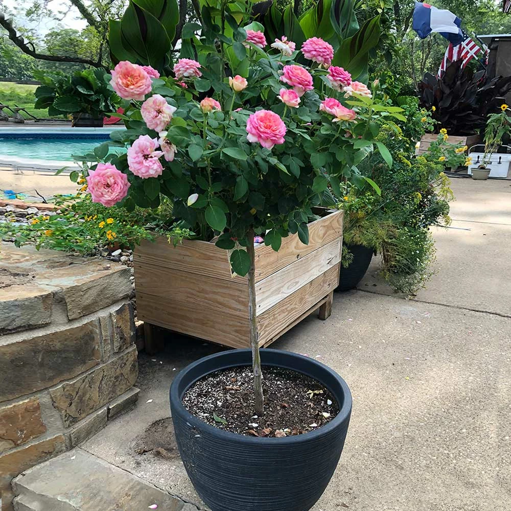 Brighter Blooms Marc Chagall™ Rose Tree Roses 4 Brighter Blooms Marc Chagall™ Rose Tree Roses