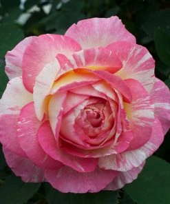 Brighter Blooms Marc Chagall™ Rose Tree Roses 6 Brighter Blooms Marc Chagall™ Rose Tree Roses