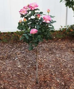 Brighter Blooms Marc Chagall™ Rose Tree Roses