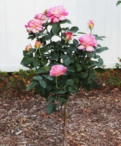 Brighter Blooms Marc Chagall™ Rose Tree Roses