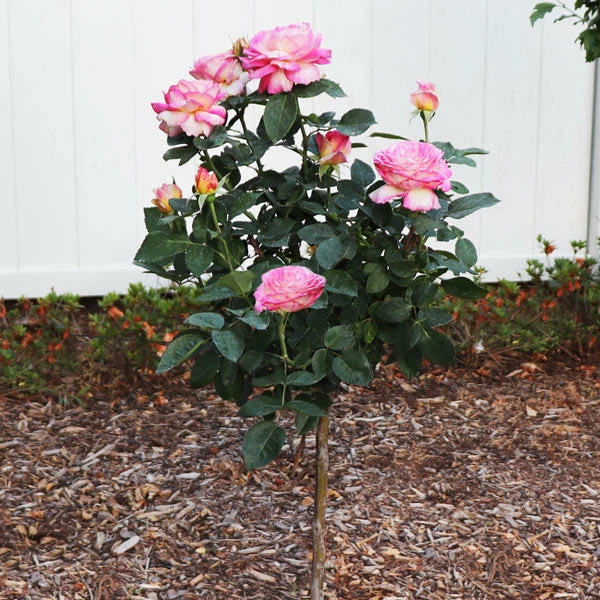Brighter Blooms Marc Chagall™ Rose Tree Roses 1 Brighter Blooms Marc Chagall™ Rose Tree Roses