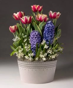 Brighter Blooms Love Struck Bulb Garden SHOP ALL