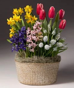 Brighter Blooms Easter Bulb Garden