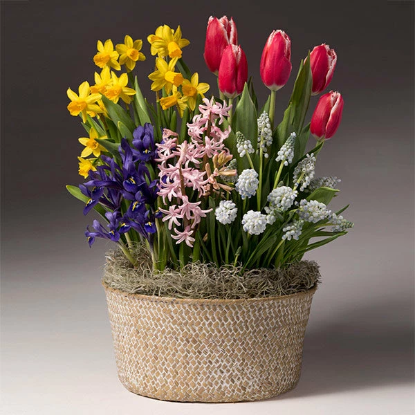 Brighter Blooms Easter Bulb Garden 1 Brighter Blooms Easter Bulb Garden