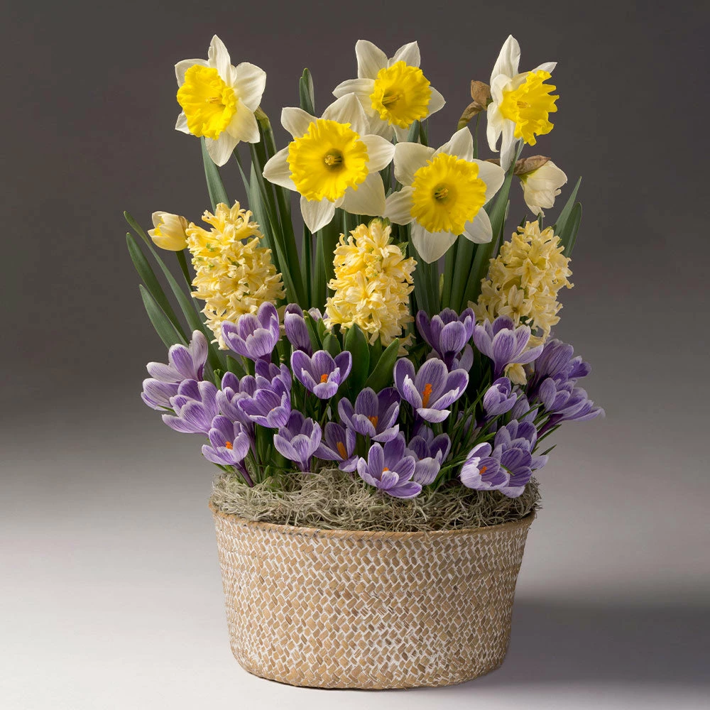 Brighter Blooms Sunny Day Bulb Garden 2 Brighter Blooms Sunny Day Bulb Garden