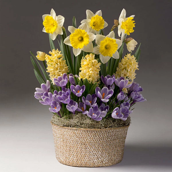 Brighter Blooms Sunny Day Bulb Garden 1 Brighter Blooms Sunny Day Bulb Garden