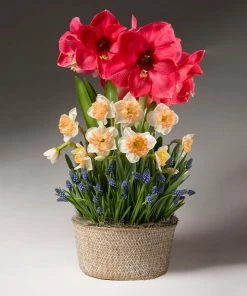 Brighter Blooms Spring Daze Bulb Garden