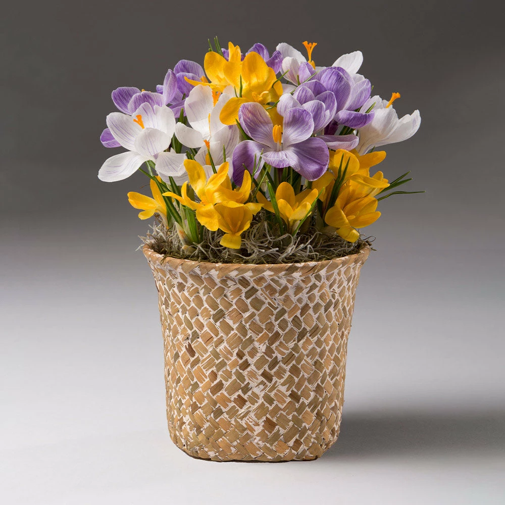 Brighter Blooms SHOP ALL Spring Blooming Mixed Crocus Bulbs Pot 2 Brighter Blooms SHOP ALL Spring Blooming Mixed Crocus Bulbs Pot
