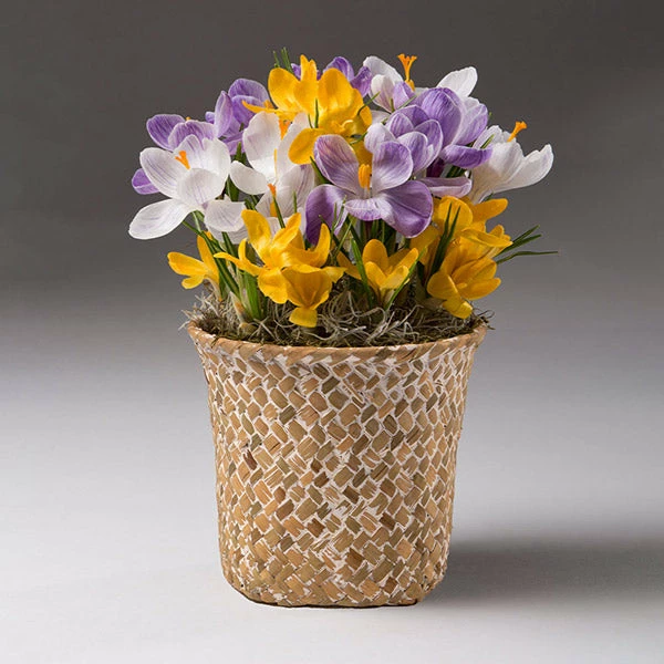 Brighter Blooms SHOP ALL Spring Blooming Mixed Crocus Bulbs Pot 1 Brighter Blooms SHOP ALL Spring Blooming Mixed Crocus Bulbs Pot