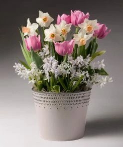 Brighter Blooms Soft & Sweet Bulb Garden SHOP ALL