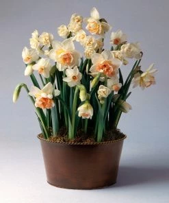 Brighter Blooms Happily Ever After Narcissus Trio SHOP ALL