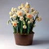 Brighter Blooms Happily Ever After Narcissus Trio SHOP ALL