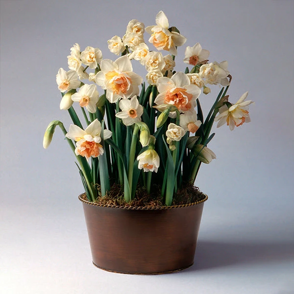 Brighter Blooms Happily Ever After Narcissus Trio SHOP ALL 1 Brighter Blooms Happily Ever After Narcissus Trio SHOP ALL