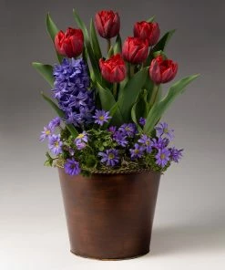 Brighter Blooms Red Royalty Bulb Garden SHOP ALL