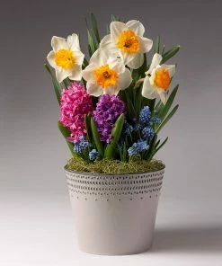 Brighter Blooms SHOP ALL Pure Magic Bulb Garden