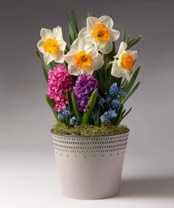 Brighter Blooms SHOP ALL Pure Magic Bulb Garden