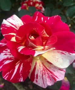 Brighter Blooms Maurice Utrillo™ Rose Tree