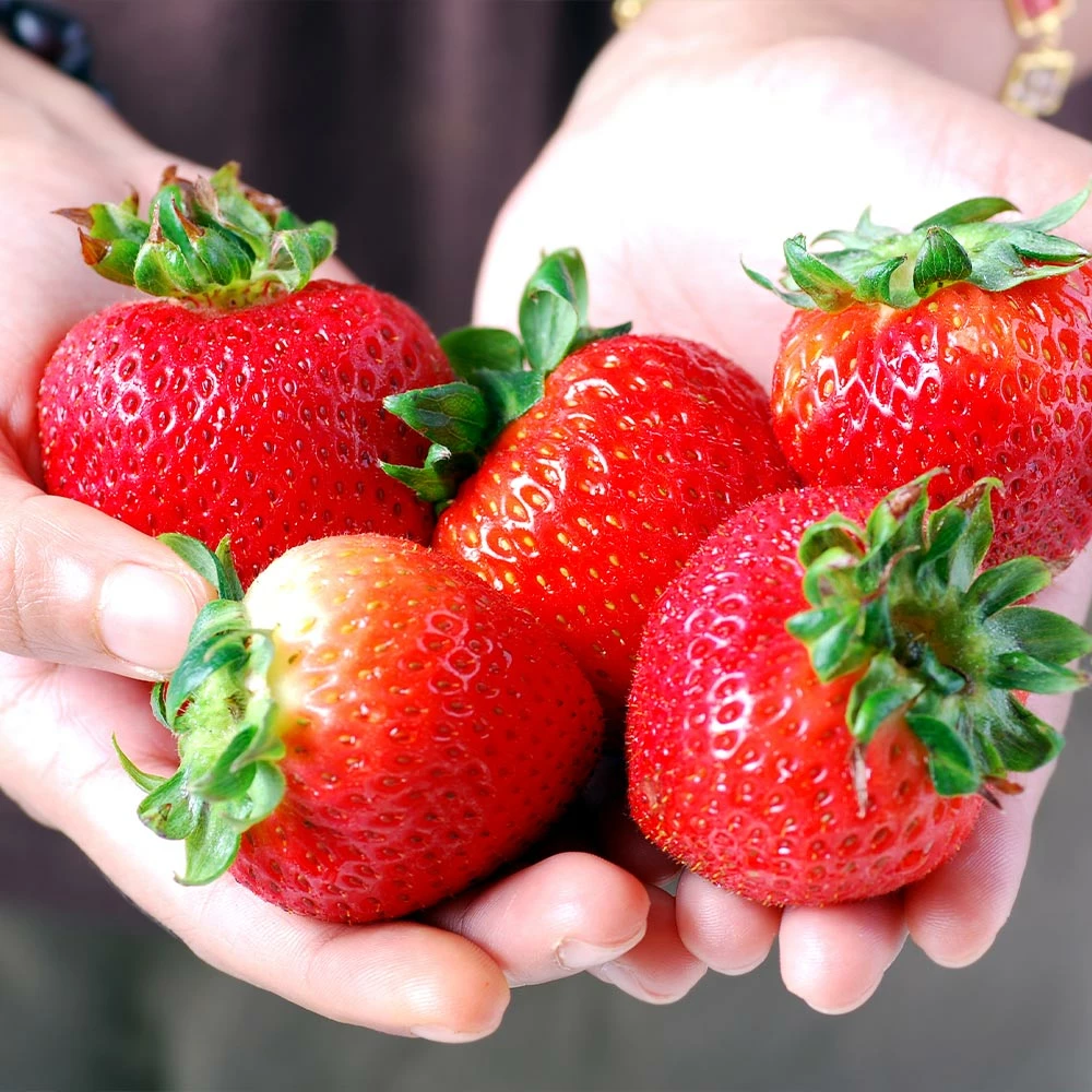 Brighter Blooms Maxim Strawberry Plant 3 Brighter Blooms Maxim Strawberry Plant