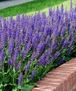 Brighter Blooms May Night Salvia Plant Shrubs & Hedges
