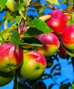 Brighter Blooms McIntosh Apple Tree