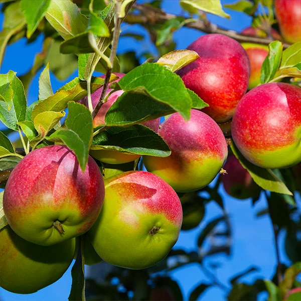 Brighter Blooms McIntosh Apple Tree 1 Brighter Blooms McIntosh Apple Tree