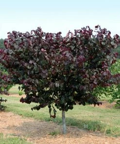 Brighter Blooms Merlot Redbud Tree