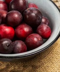 Brighter Blooms Fruit Trees Methley Plum Tree