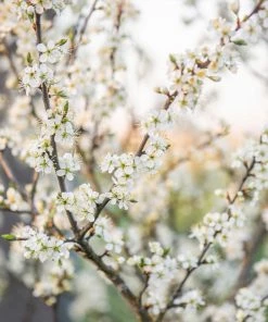 Brighter Blooms Fruit Trees Methley Plum Tree