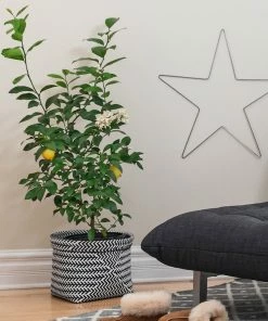 Brighter Blooms Meyer Lemon Bush House & Patio