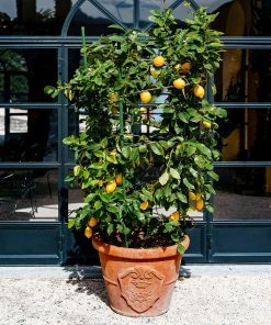 Brighter Blooms Meyer Lemon Bush House & Patio