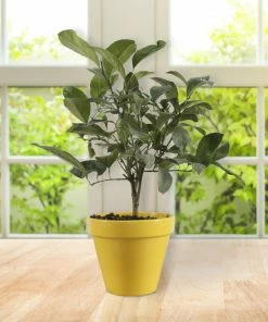Brighter Blooms Meyer Lemon Gift Tree Fruit Trees