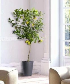 Brighter Blooms House & Patio Meyer Lemon Tree